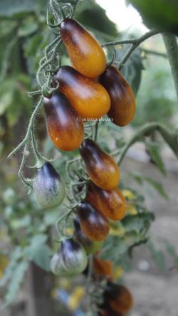 Seme povrća: Paradajz Indigo Pear Drops, seme